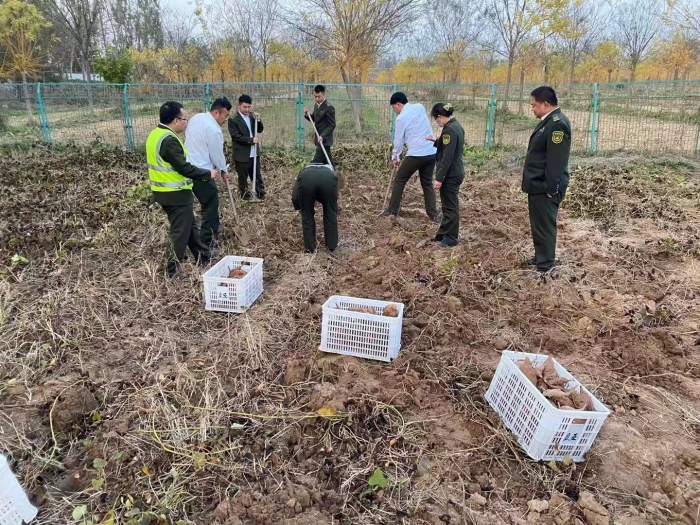 冀州南收费站职工菜园喜获丰收
