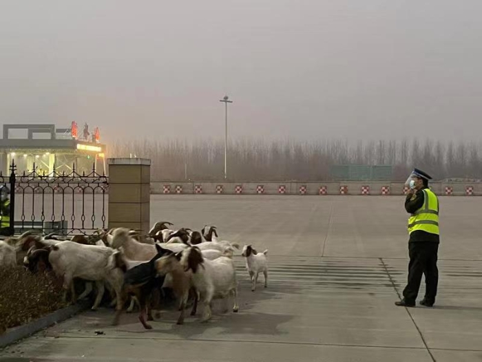 衡水西站收留失联羊群 全站齐心寻主人1